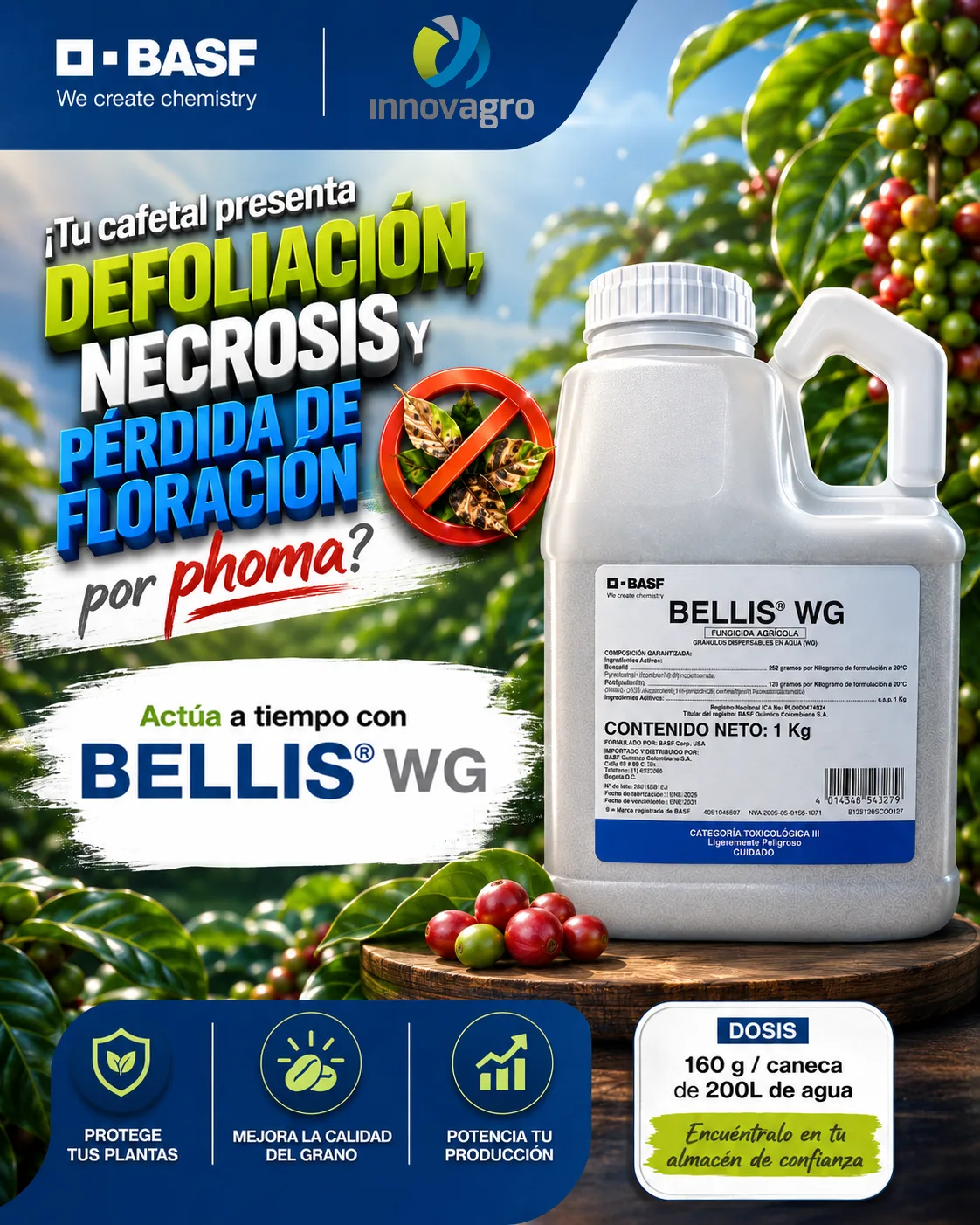 Propuesta 1 Bellis